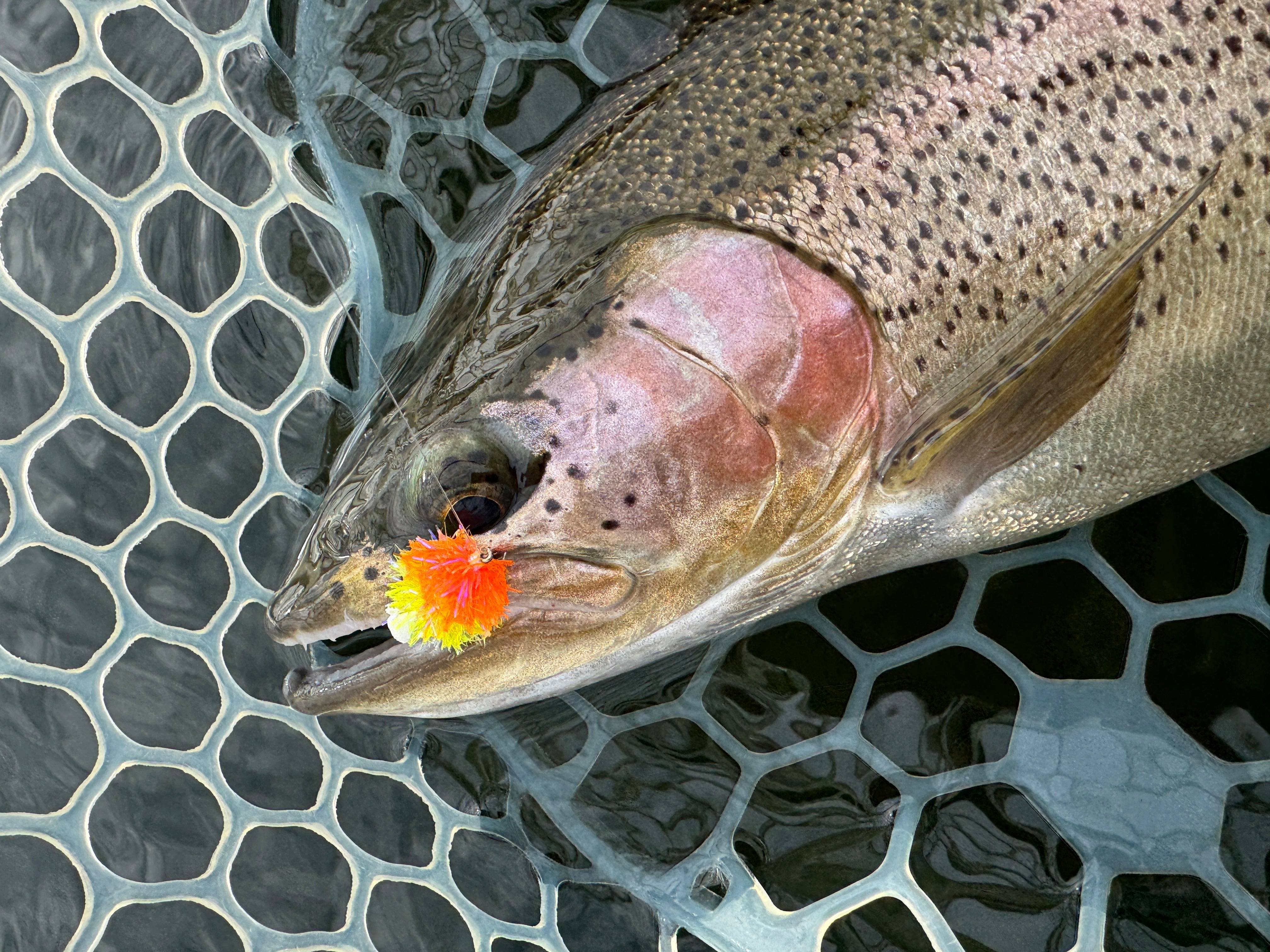 Advanced Stillwater Fly Fishing Master Class-$199.95 CDN