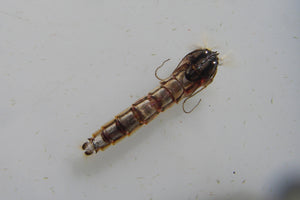 Conquering Chironomids Master Class-$99 CDN